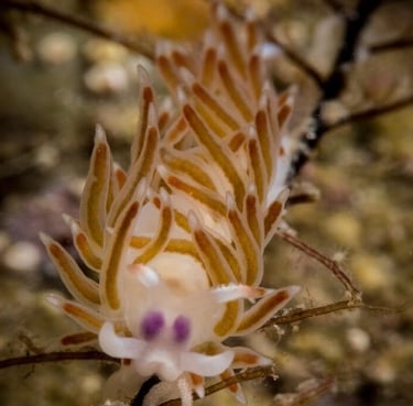 Nudibranch