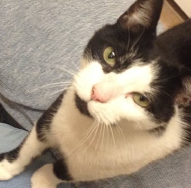 A black and white cat with big ears named Oliver.