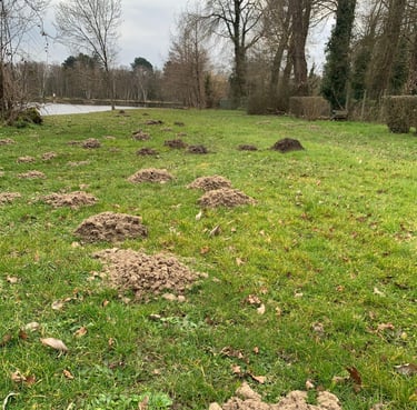 dégâts causés par les taupes dans un parc public