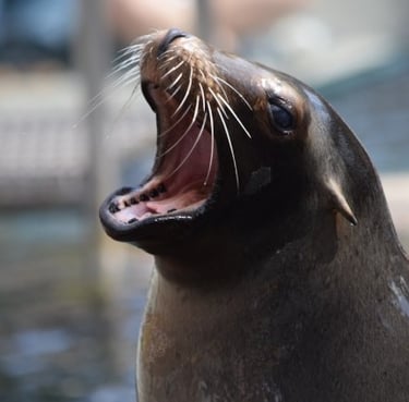 Bubba the Seal