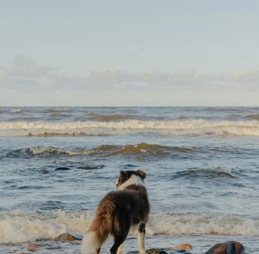 Capture d’écran d’avis 5 étoiles laissés par les clients LVSC en Île-de-France