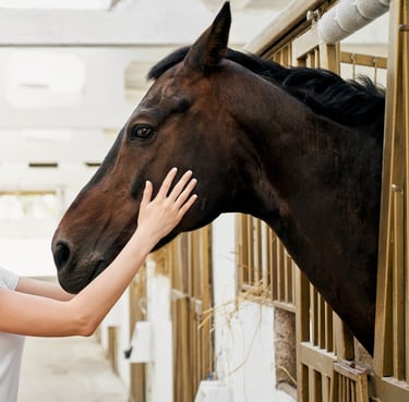 un cheval avec des mains autour de la tête