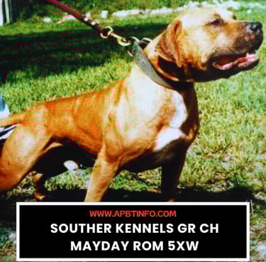 APBT GAME DOG SOUTHERN KENNEL GR CH MAYDAY ROM 5XW