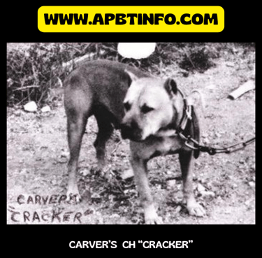 carvers ch cracker apbt history