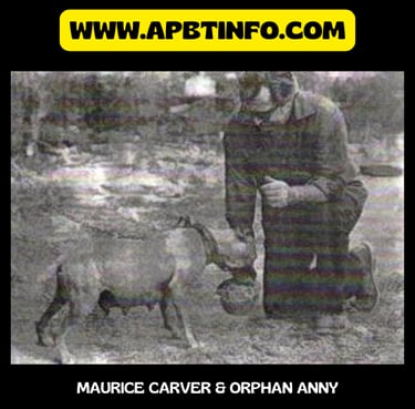 Maurice carver apbt orphan missy