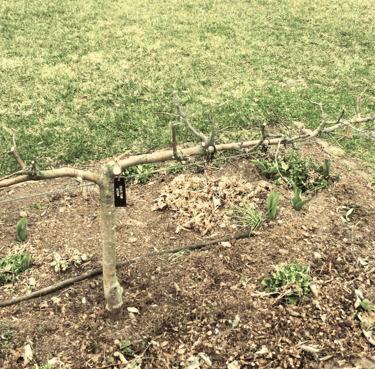 Stepover apple tree forming a decorative and productive garden border