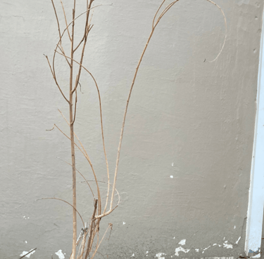 Woven willow hedge with interlaced branches 