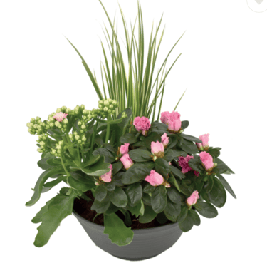 COMPOSITION 3 plantes exterieur, fleurs, 18 euros, tombe, livraison gratuite