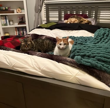 Two cats laying in a bed
