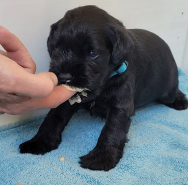 Chiot Schnauzer nain noir