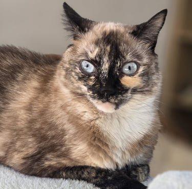 Chat dans une clinique vétérinaire à Varces