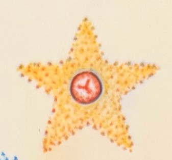 Post mastectomy tattoo: Yellow star shaped areola and nipple tattoo