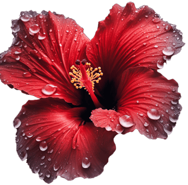 hibiscus voyage france guadeloupe
