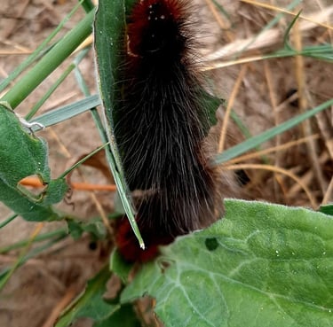 A fuzzy brown and black woolly bear caterpillar eating a green leaf in the grass.