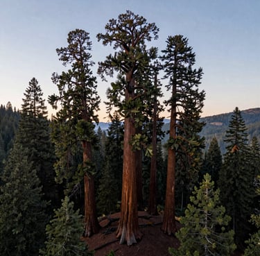 Wide aerial landscape of Eugene, Oregon at dawn, with several ancient giant sequoias rising high above the general tree line. Serene and majestic mood, cool color palette.