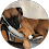 a google profile photo of a dog