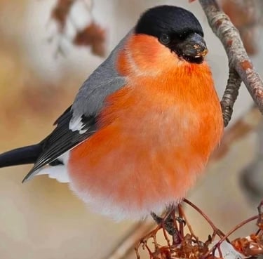 snowbird perched on a tree branch with berries