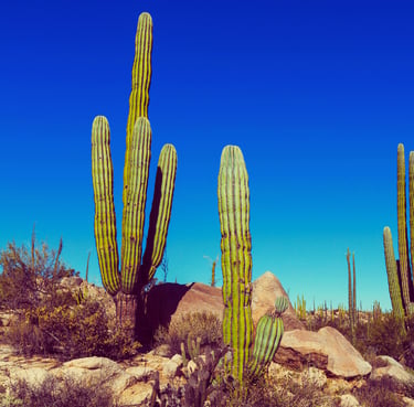 Técnica Alexander México