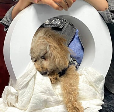 a dog is sitting in a toilet bowl