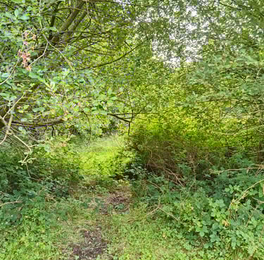 Dog walking pet friendly path