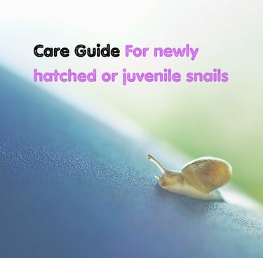 how to care pet snail baby newly hatched juvenile snails