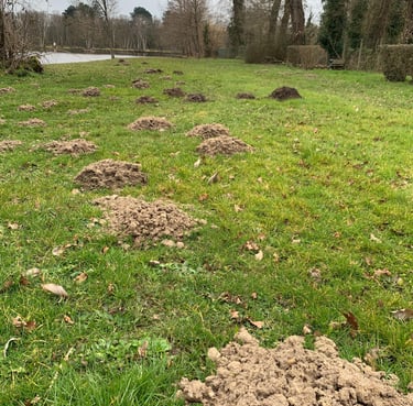 dégâts causés par les taupes dans un parc public