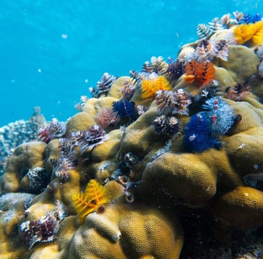 el nido palawan tours corals