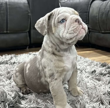 English Bulldog Puppies for Sale