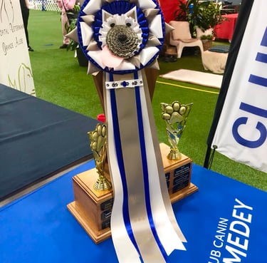 Face de chien, parfait pour le champion de la catégorie, jeunes manieurs!