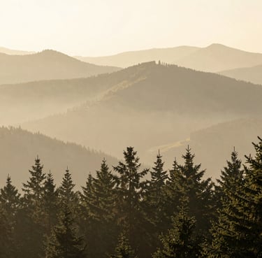 Atmospheric landscape of the Bosnian mountains at dawn, soft mist rising over ancient pine forests, diffused morning light, warm beige and muted green tones.