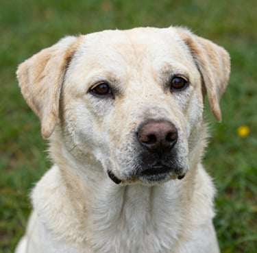A cheerful golden retriever wearing a bright pink bandana, sitting happily in a sunny park.