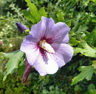 a purple flower with a green leafy background