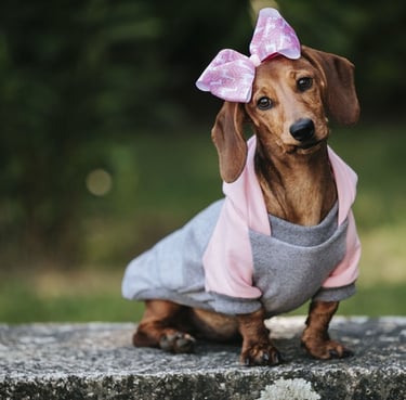 A brown dachshund puppy wearing a pink and grey dog hoodie and a matching pink hair bow.