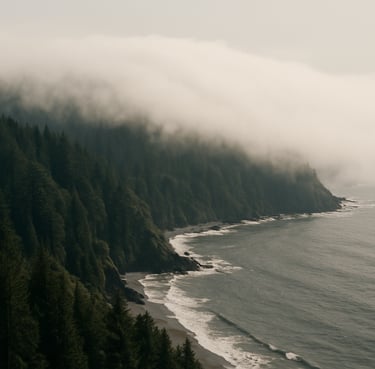 A stunning wide landscape shot of a coastal fog rolling into a North American / International forest, high-end cinematic 35mm photography, deep blacks and soft white light.