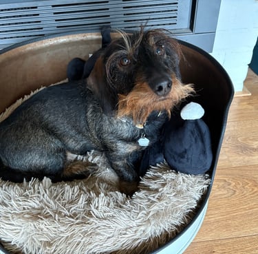 Wire-haired Dachshund puppy