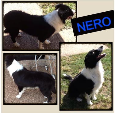 Black and White Pedigree Border Collie
