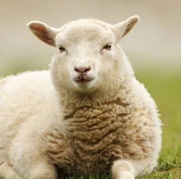 Ostéopathie sur les vaches, les moutons, les ânes