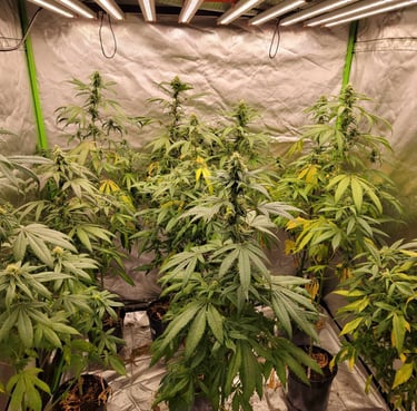 Hopar Valley 2021 Landrace Accession