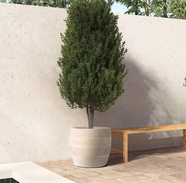 Tall potted topiary tree in a decorative ceramic Olly & Rose planter on a modern patio