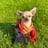Tan AKC Chihuahua in red scarf sitting on green grass at Louisiana breeder Guys Cajun Paws