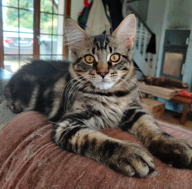 maine coon brown