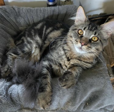 brown maine coon