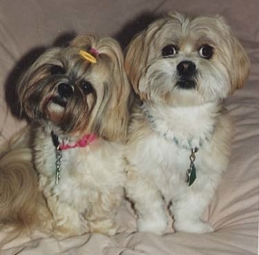 Spellbound Ceremonies pet adoption funeral