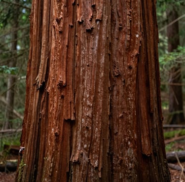 A vertical close-up photograph of a redwood tree trunk's textured reddish-brown bark, natural daylight highlighting the deep ridges, North American forest context.
