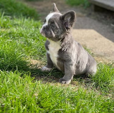 A cute blue and white French Bulldog puppy sitting on green grass outdoors.