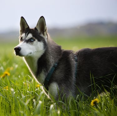 chien dans la nature
