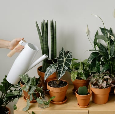 Group of houseplants being top watered with a watering can