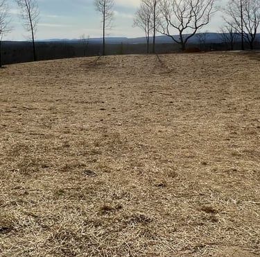 lawn seeding on fresh dirt