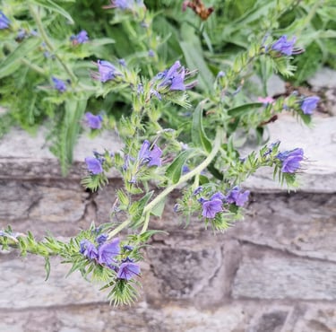 many Viper's-Bugloss flowers growing together