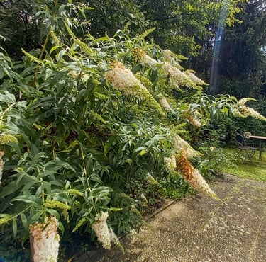 a Butterfly bush with white-yellow flowers
